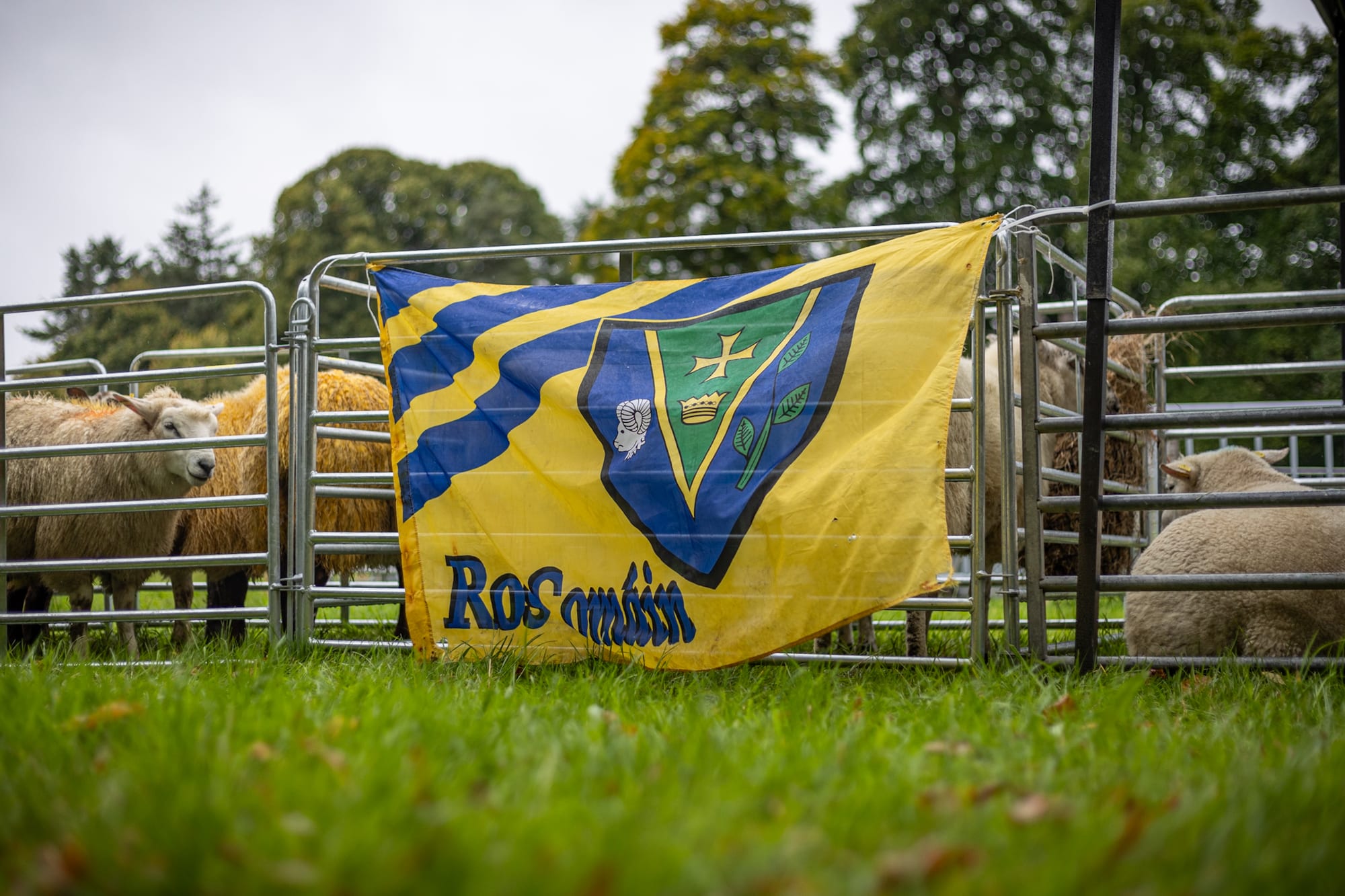 Strokestown Show gallery photo 8